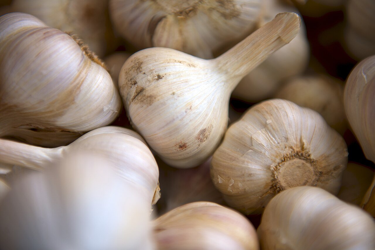 Fresh whole garlic bulbs