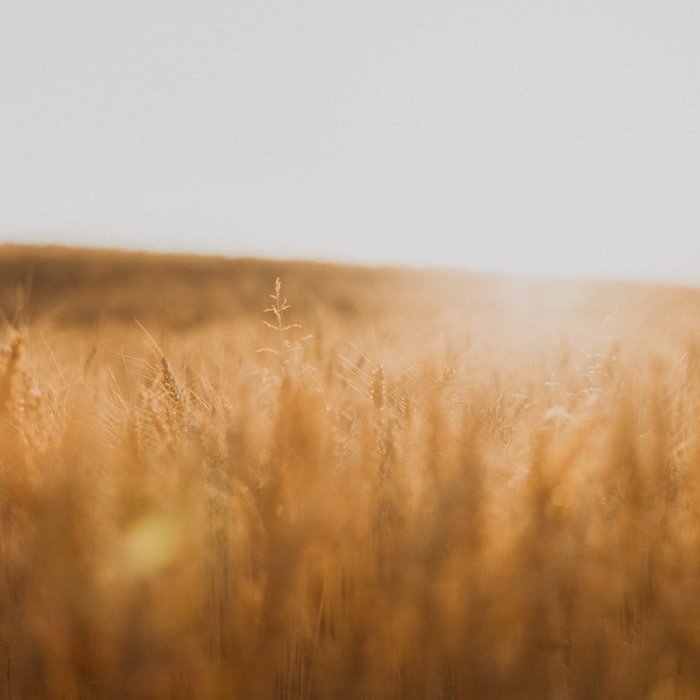 A wheat field at golden hour