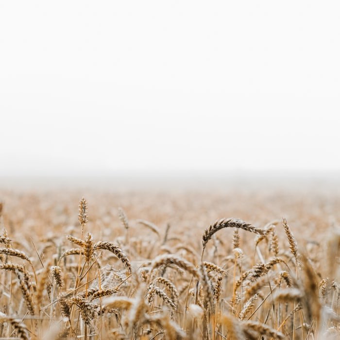 Cereal heads in a misty field