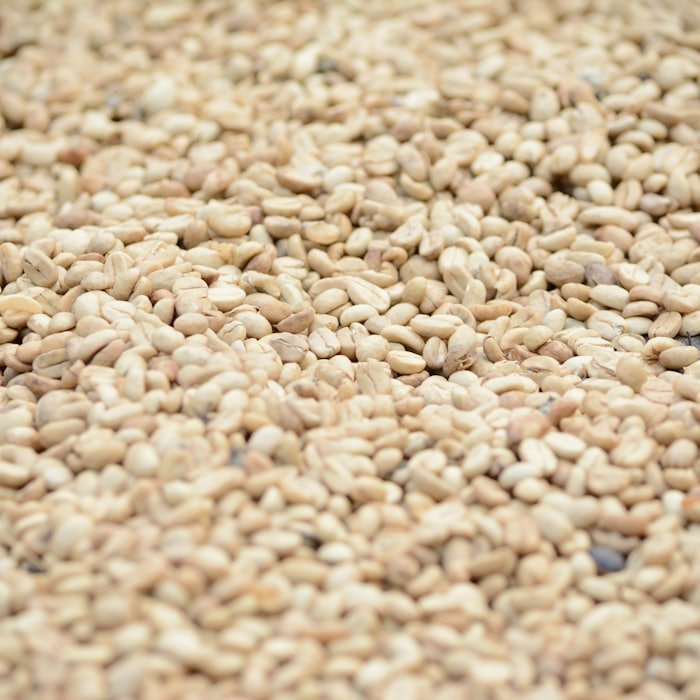 Natural sesame seeds in bulk